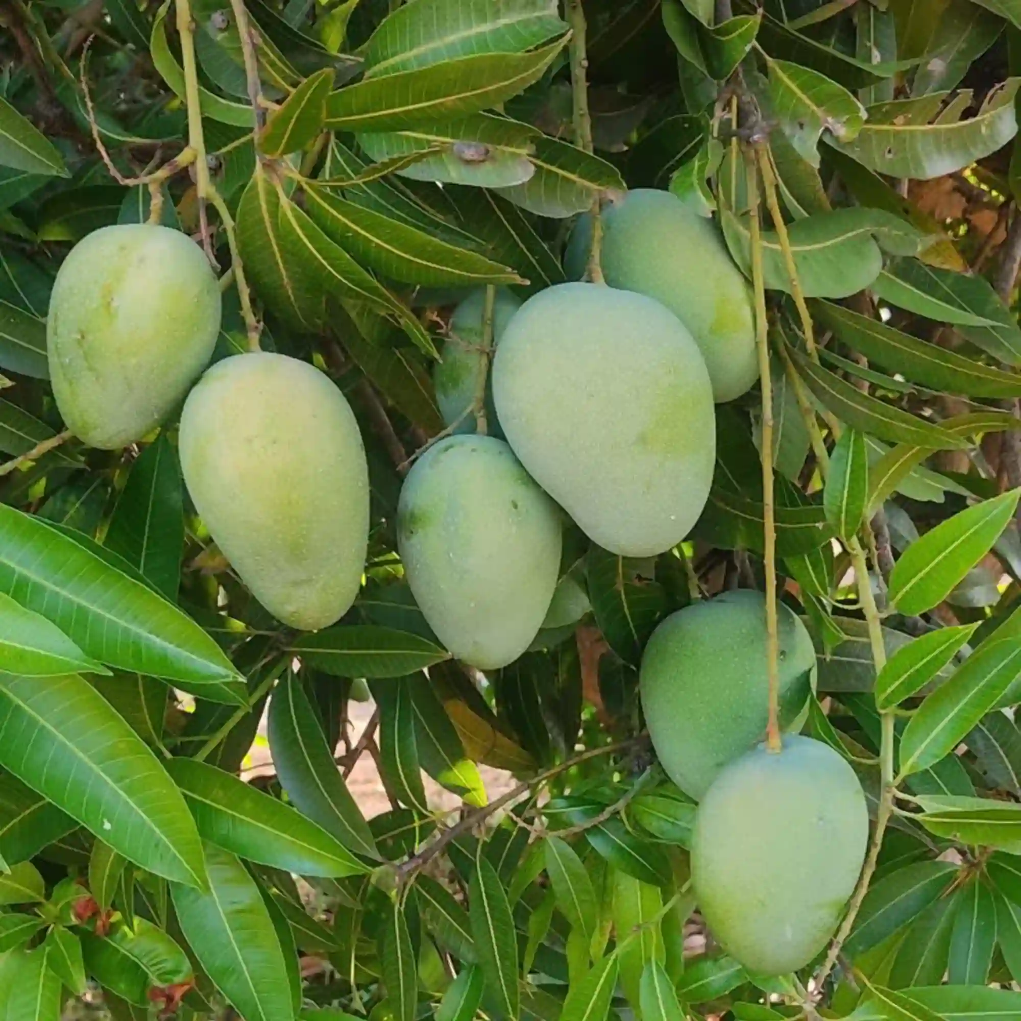 Mango Kesar Plant